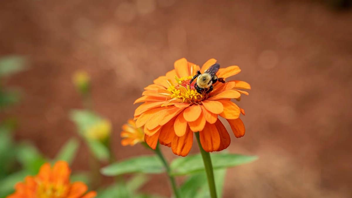 Close-up of a bee pollinating an orange zinnia flower in natural setting.