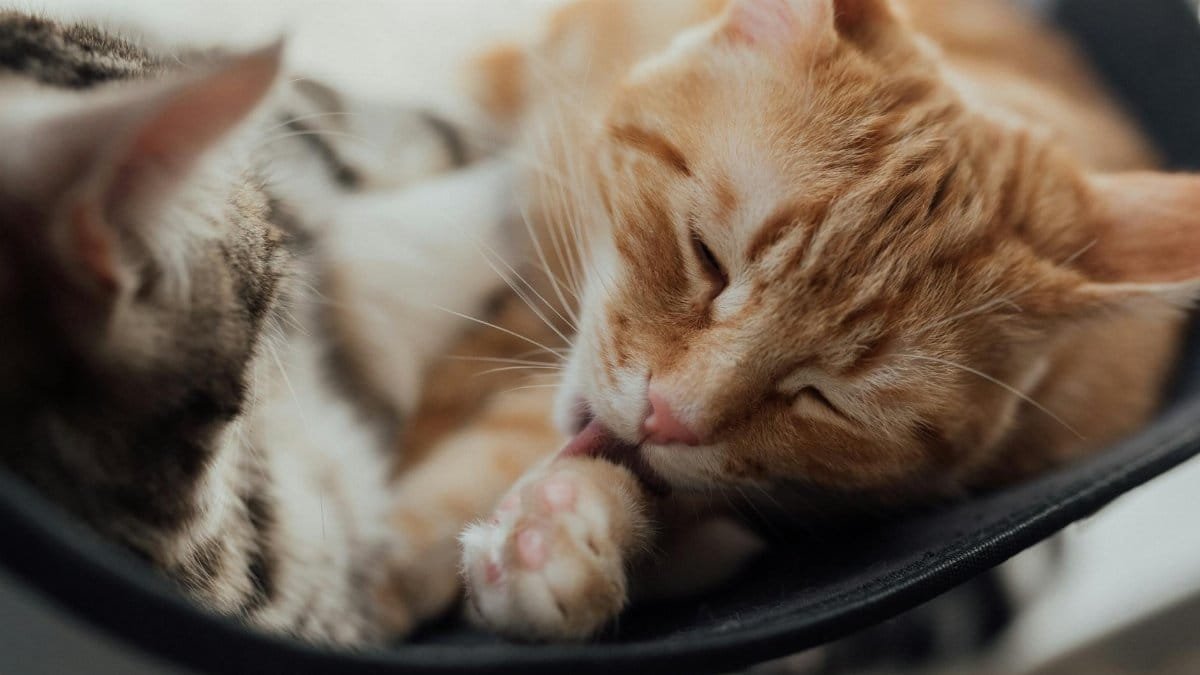 An adorable orange tabby cat licking its paw while lounging, showcasing a moment of feline grooming.