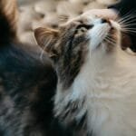 Close-up of a fluffy tuxedo cat enjoying a gentle petting from a person's hand.