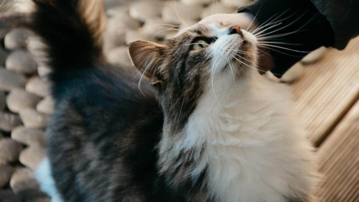 Close-up of a fluffy tuxedo cat enjoying a gentle petting from a person's hand.