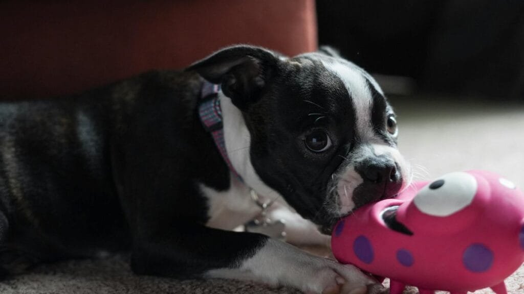 Cute Boston Terrier puppy playing with a colorful toy indoors.