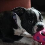 Cute Boston Terrier puppy playing with a colorful toy indoors.