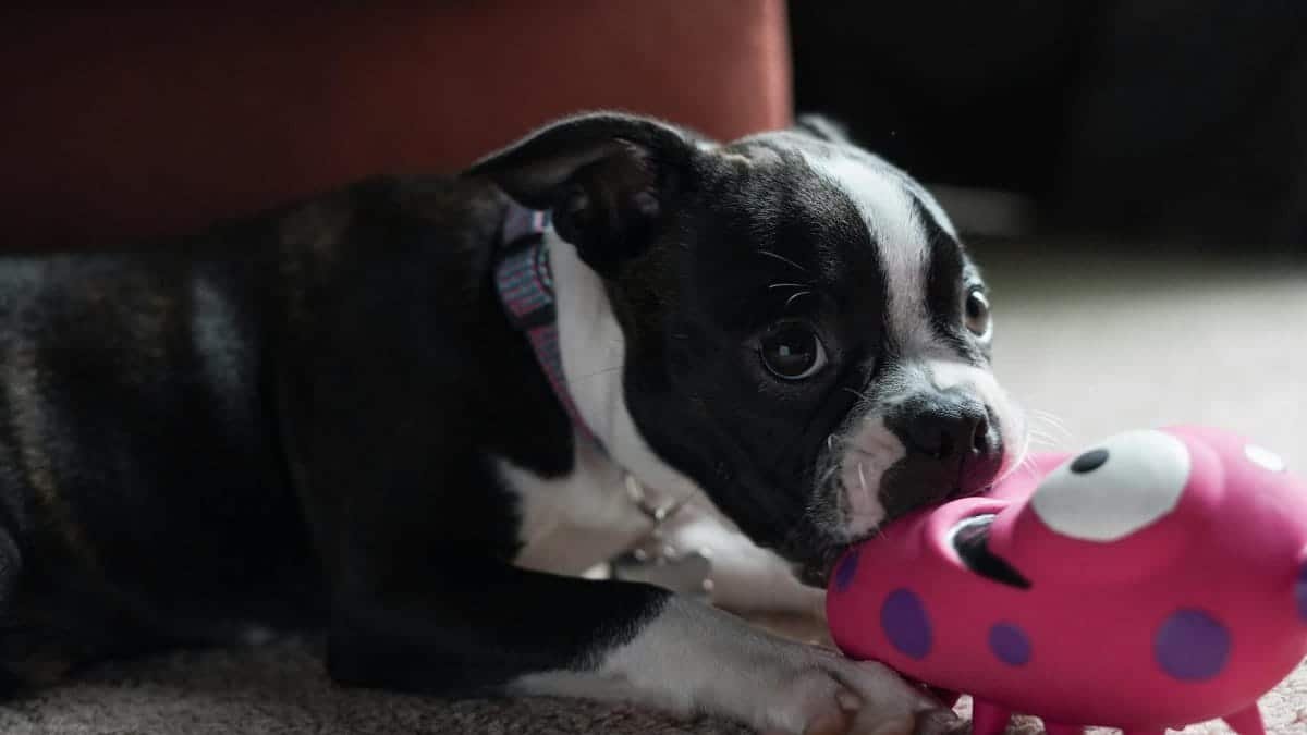 Cute Boston Terrier puppy playing with a colorful toy indoors.