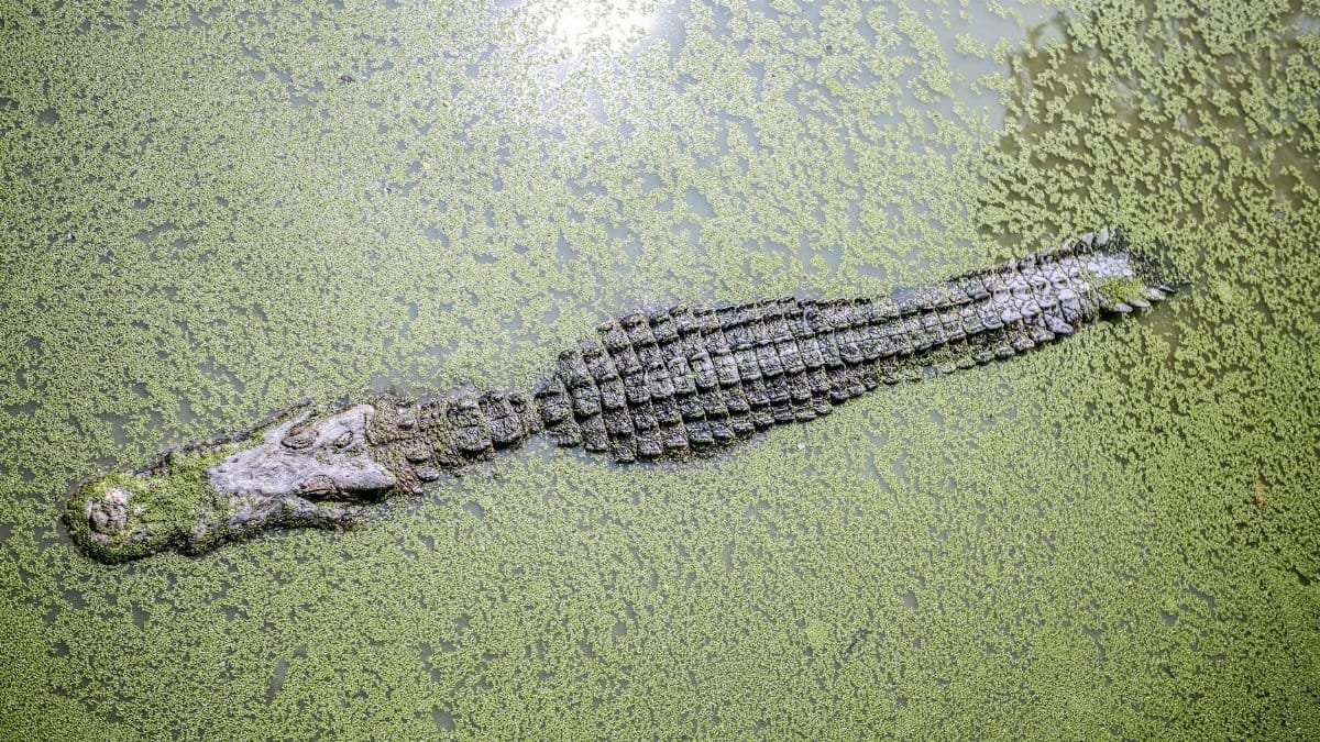 A crocodile camouflaged in green algae-covered waters in Thailand, seen from above.