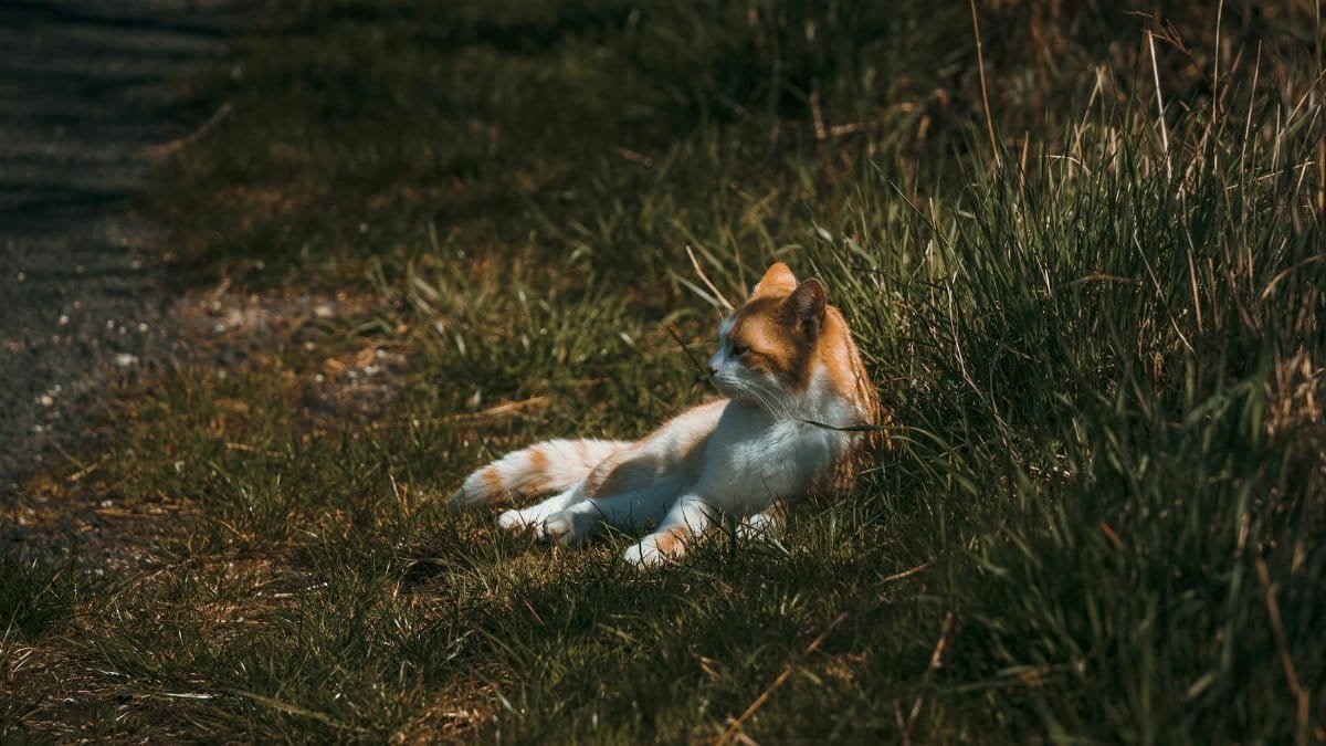 A ginger and white cat lounging in a grassy field under warm sunlight, exuding calmness.