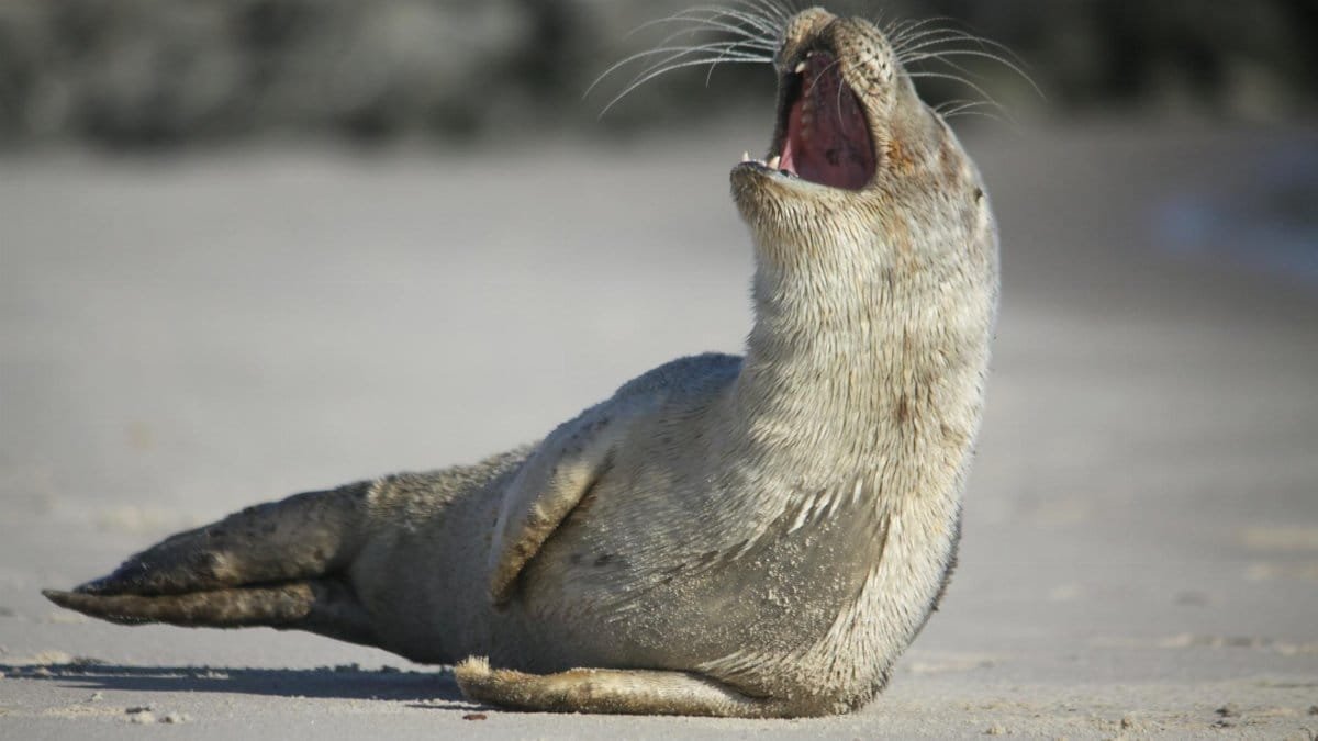 A close-up shot of a yawning seal on a sandy Danish beach during the daytime.