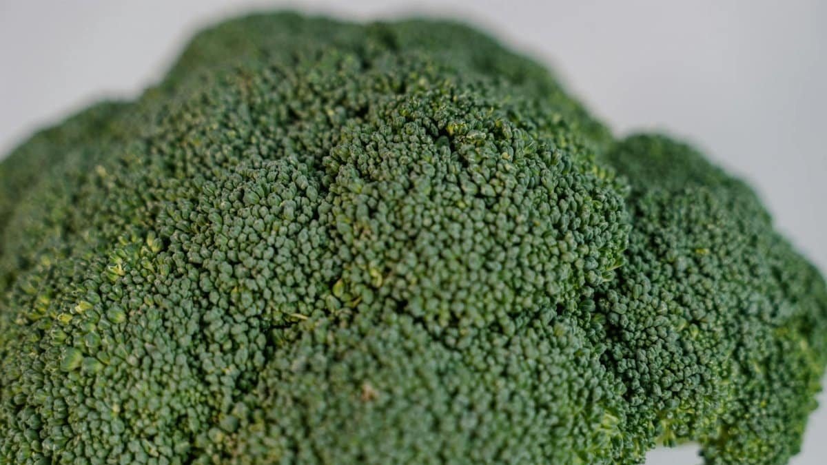 Detailed close-up of fresh green broccoli, showcasing the texture of its florets.