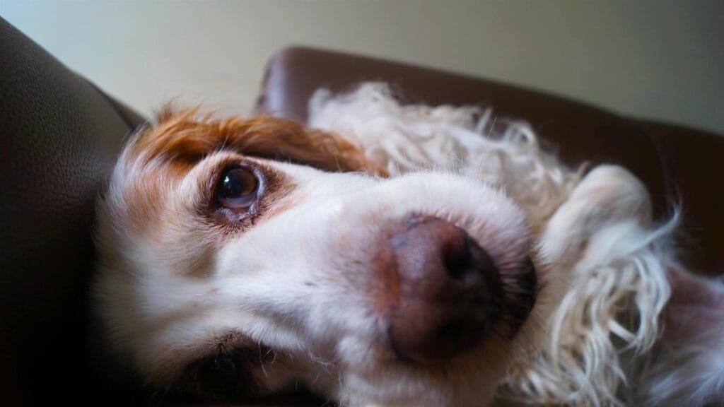 Adorable Cocker Spaniel dog relaxing on a couch, showcasing fluffy fur and gentle eyes.