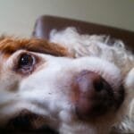 Adorable Cocker Spaniel dog relaxing on a couch, showcasing fluffy fur and gentle eyes.