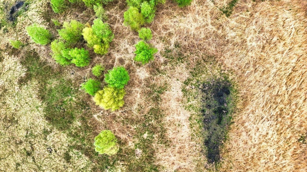 Aerial perspective of vibrant green trees amid dry grass in a field.