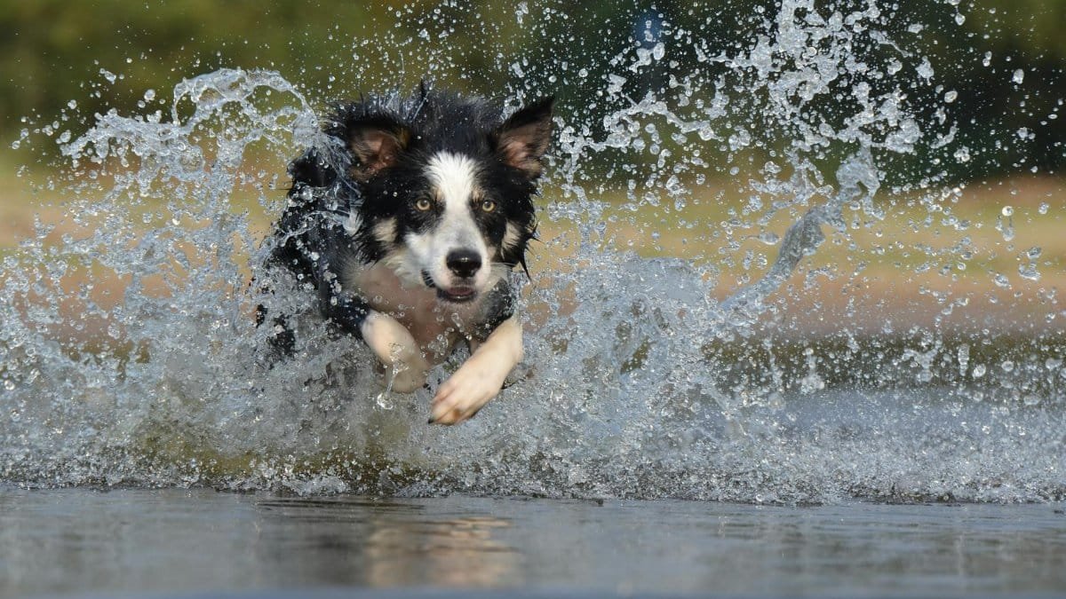 Energetic border collie splashes through water in a vivid action shot capturing motion and joy.