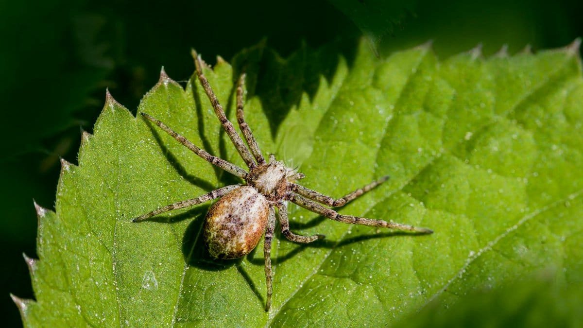 Detailed macro shot of a spider resting on a vibrant green leaf in nature.