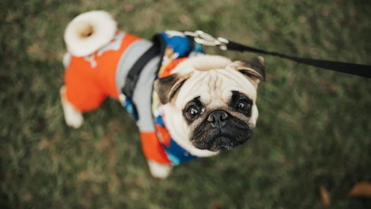 Charming pug in colorful clothing on a leash enjoying a day in the park.