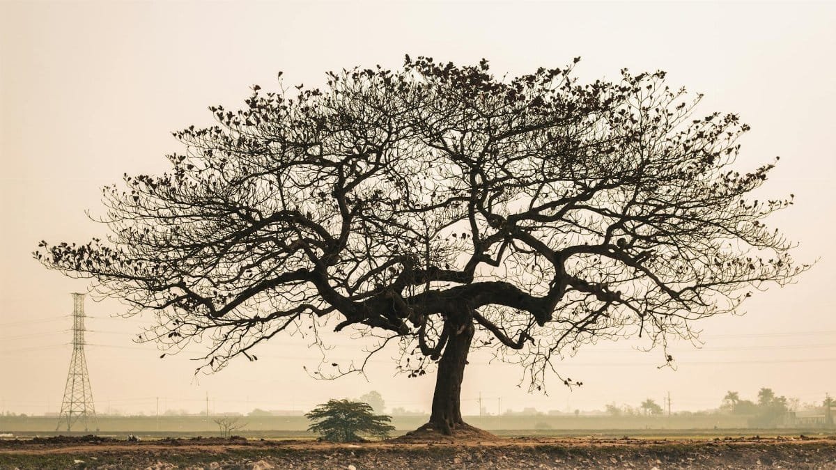 A solitary leafless tree stands in the Vietnamese countryside with a serene backdrop.