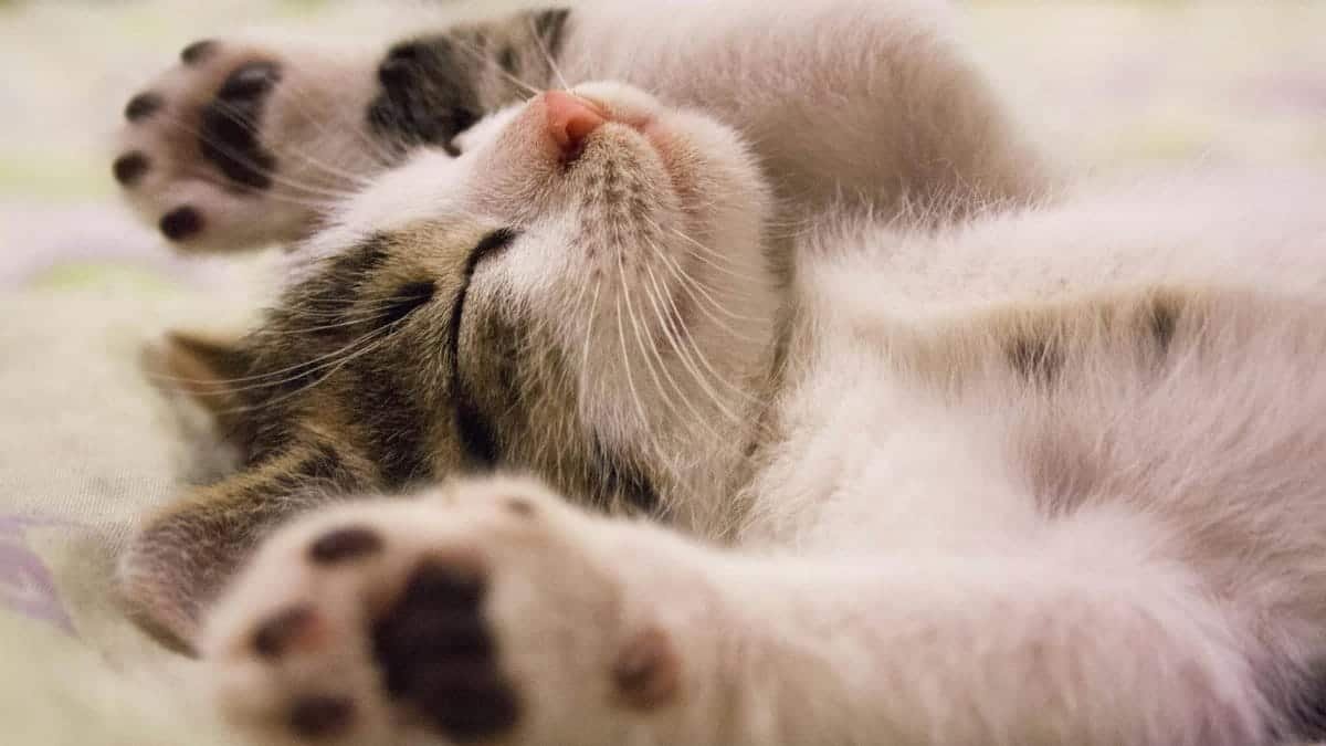 A close-up shot of a cute kitten sleeping peacefully on a soft surface.