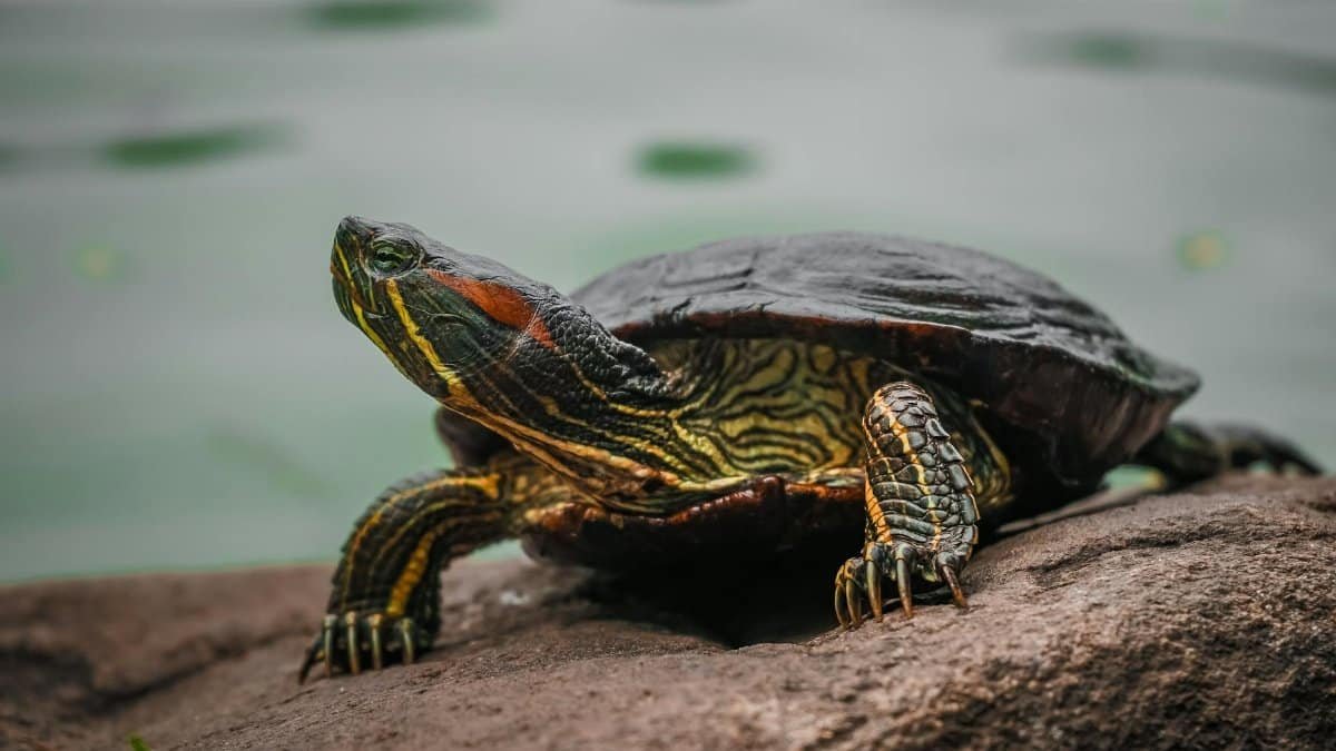 A detailed close-up of a painted turtle resting on a rock near a lake, showcasing its intricate shell markings.