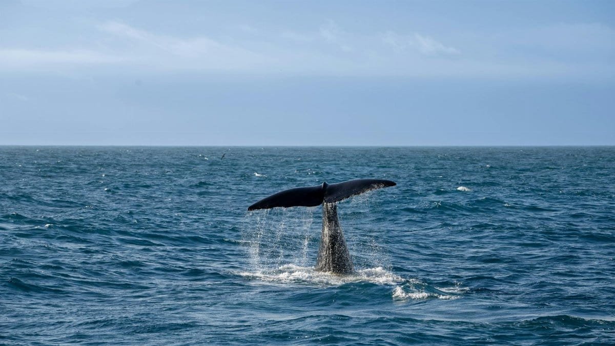 A dramatic scene of a whale's tail splashing as it dives into the ocean.