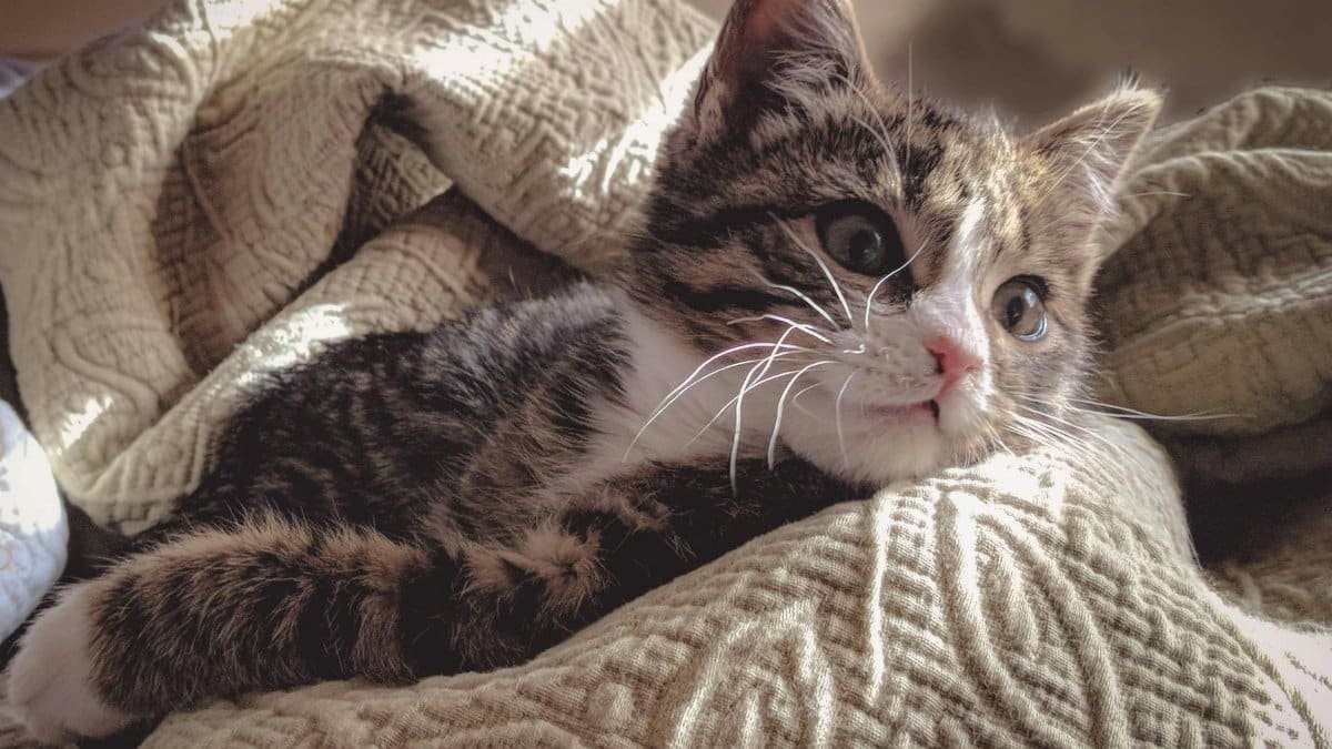 Adorable tabby kitten resting comfortably in soft, textured blankets.