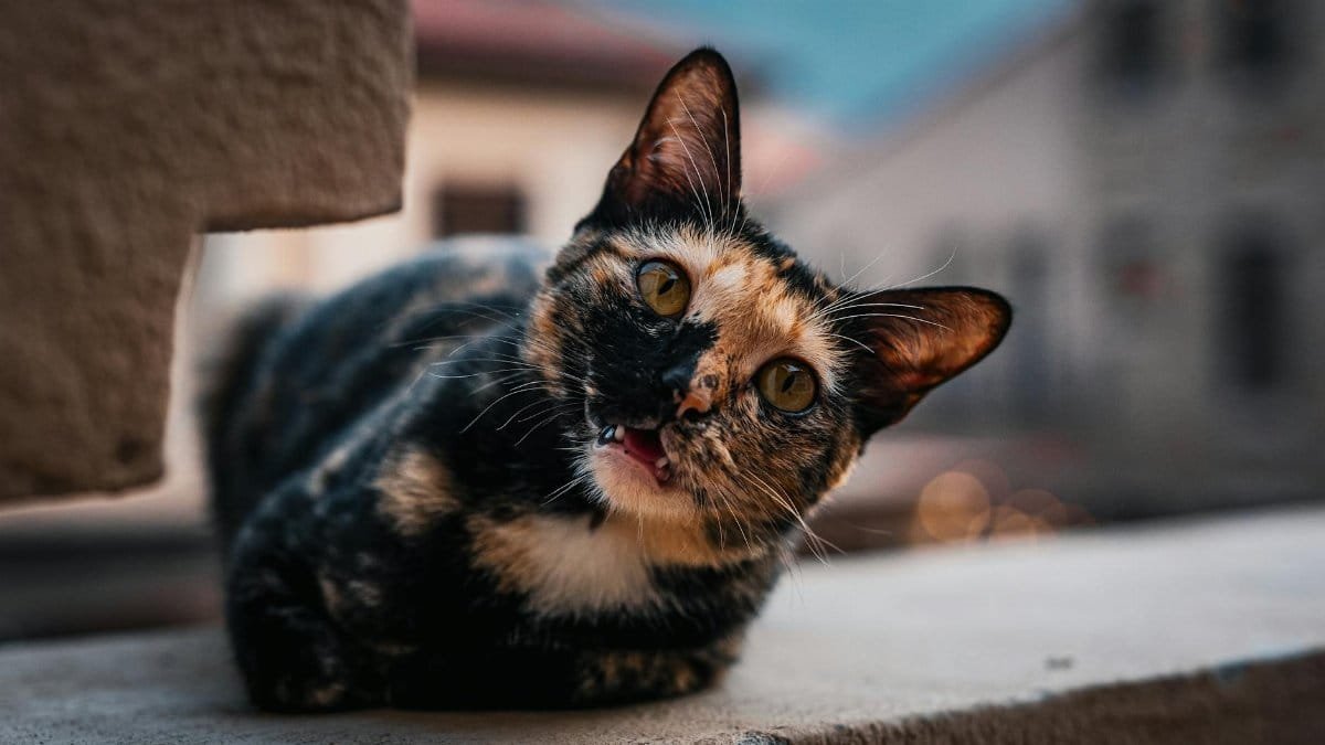 Cat photo