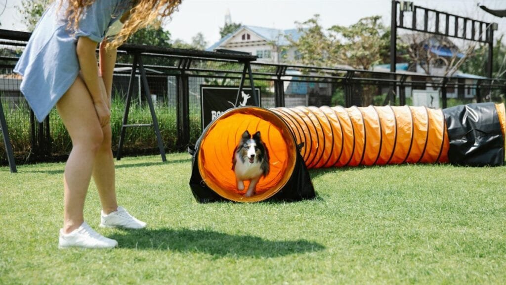 Crop woman in casual clothes looking down at funny dog running through playing tunnel during training on green field