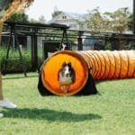 Crop woman in casual clothes looking down at funny dog running through playing tunnel during training on green field