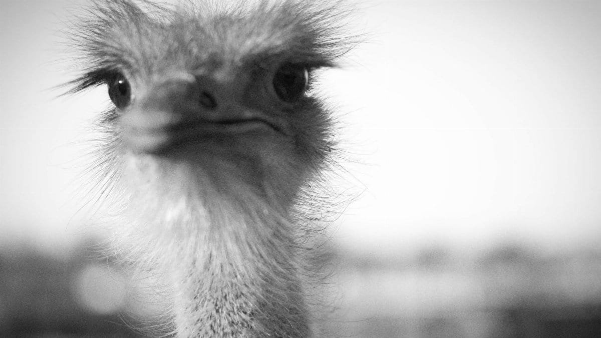 Close-up portrait of an ostrich in black and white, showcasing its expressive features.