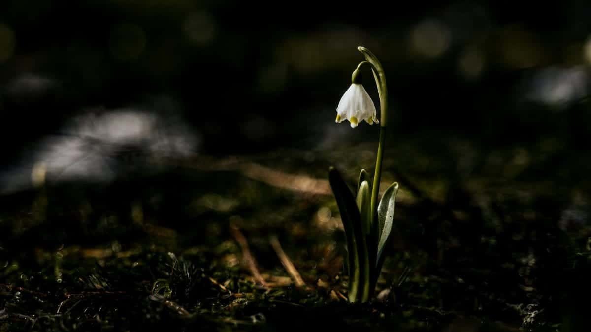 Elegant close-up of a single snowdrop blooming in a forest setting, symbolizing rebirth in early spring.