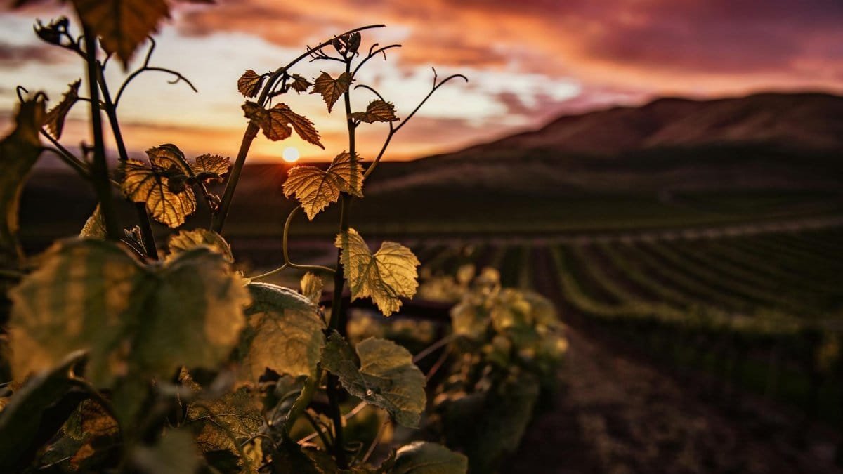 Golden sunset illuminating vineyard leaves in Santa Maria, CA.