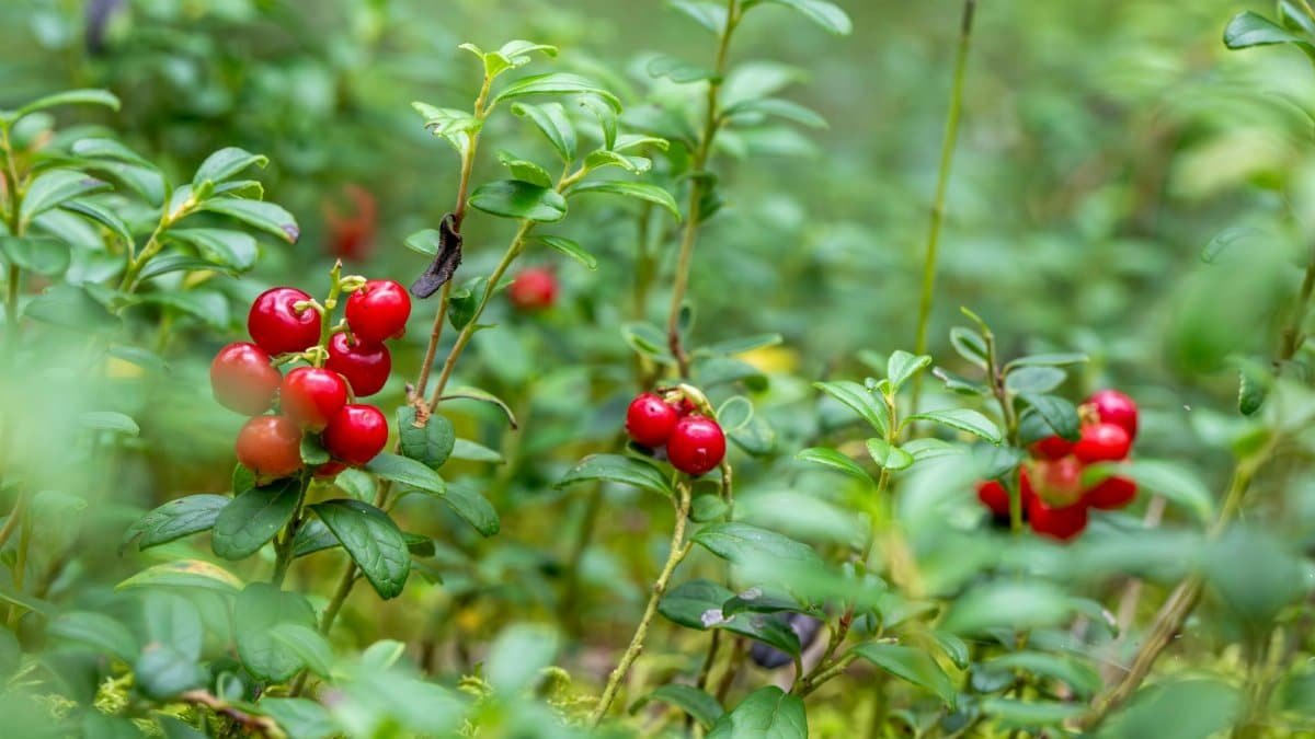Vivid lingonberries growing in a lush forest setting, ideal for health and culinary imagery.