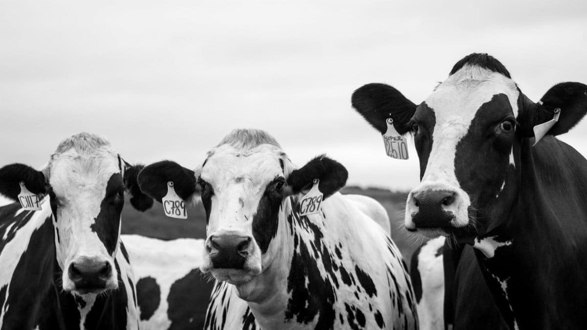 A striking black and white portrait capturing dairy cows with ear tags on a farm.