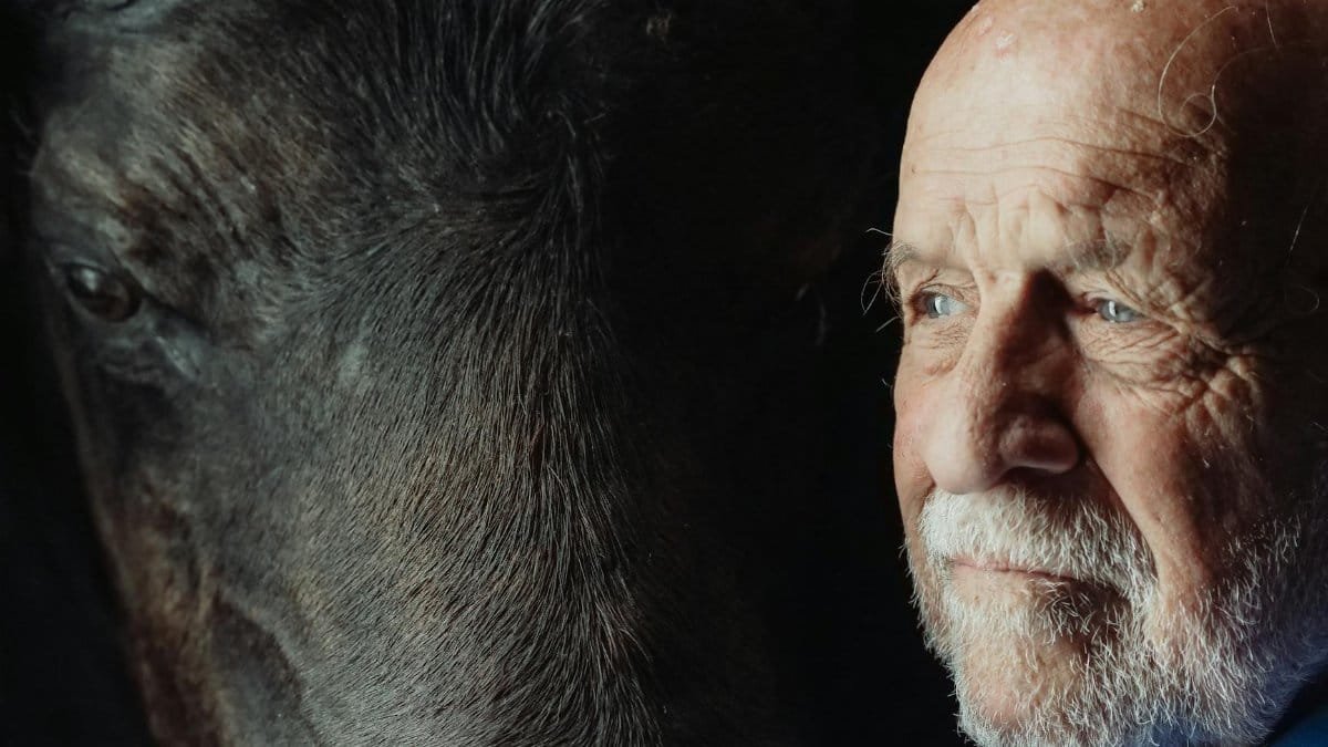 Senior man with white hair and buffalo, evoking themes of nostalgia and connection to nature.