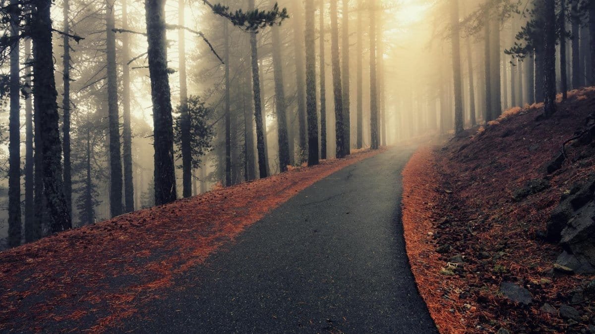 A serene, foggy forest path during autumn with a moody atmosphere.