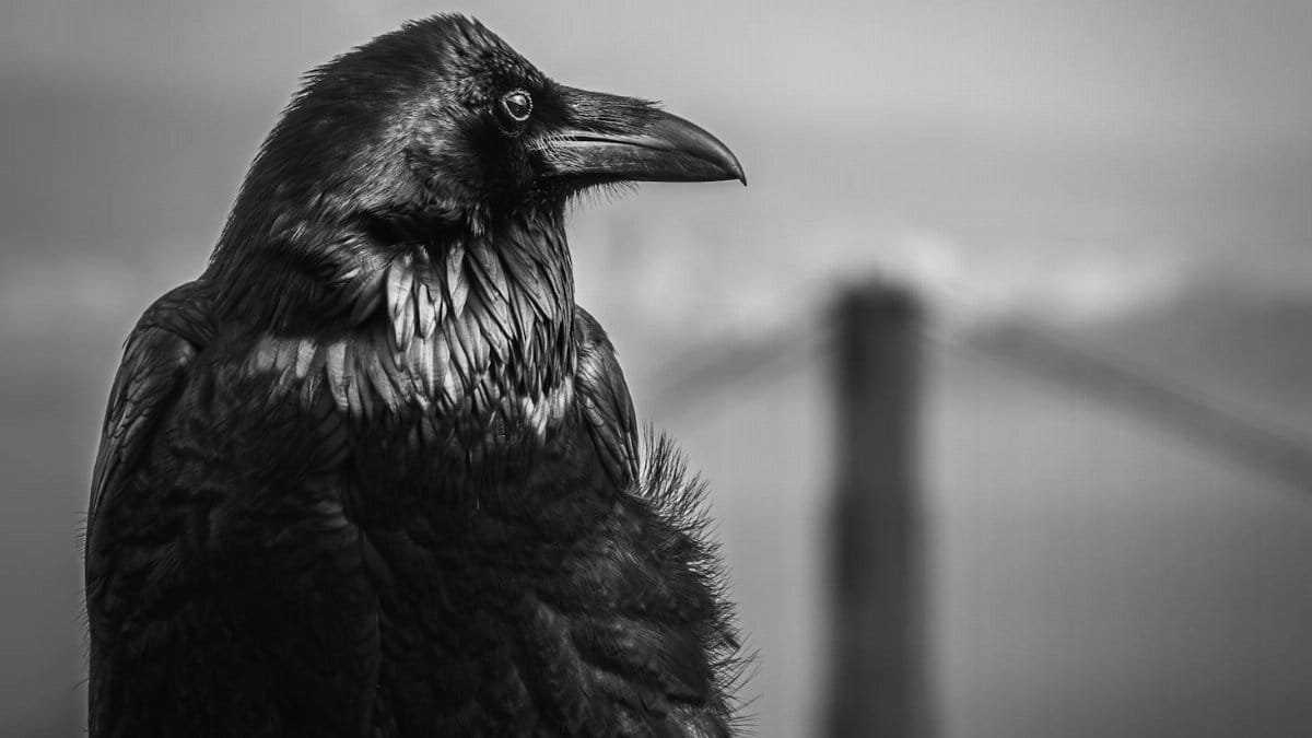 Close-up monochrome image of a raven with the Golden Gate Bridge in the background.