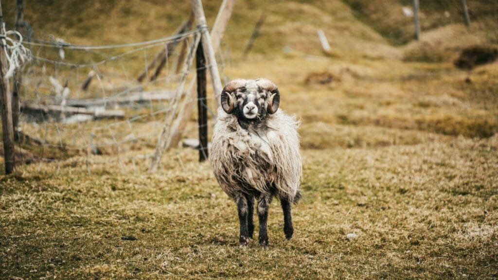 A ram with large horns stands in the rugged landscape of the Faroe Islands.