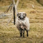 A ram with large horns stands in the rugged landscape of the Faroe Islands.
