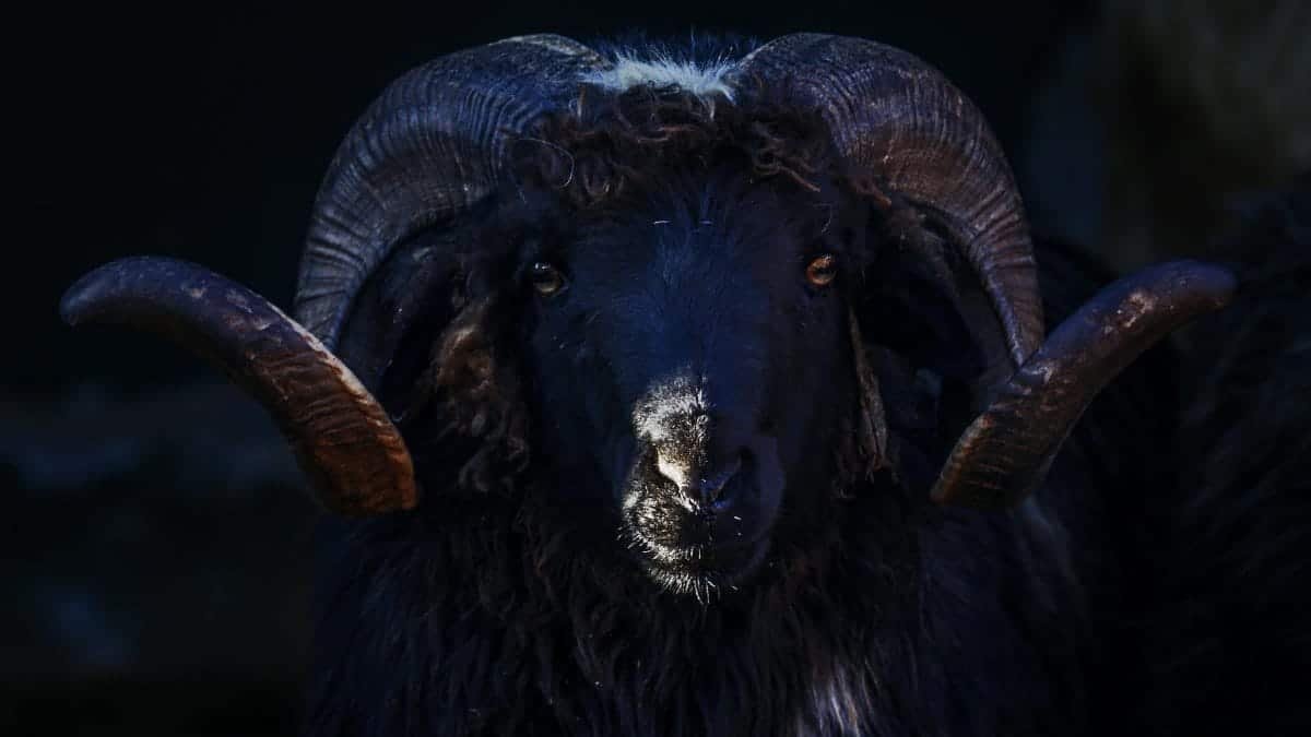 Close-up of a black ram with impressive horns on a dark background.