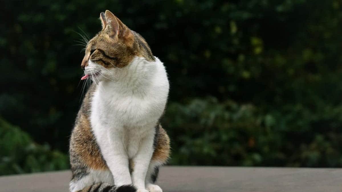 Cute tabby cat outdoors with tongue out, showing playful personality on a summer day.