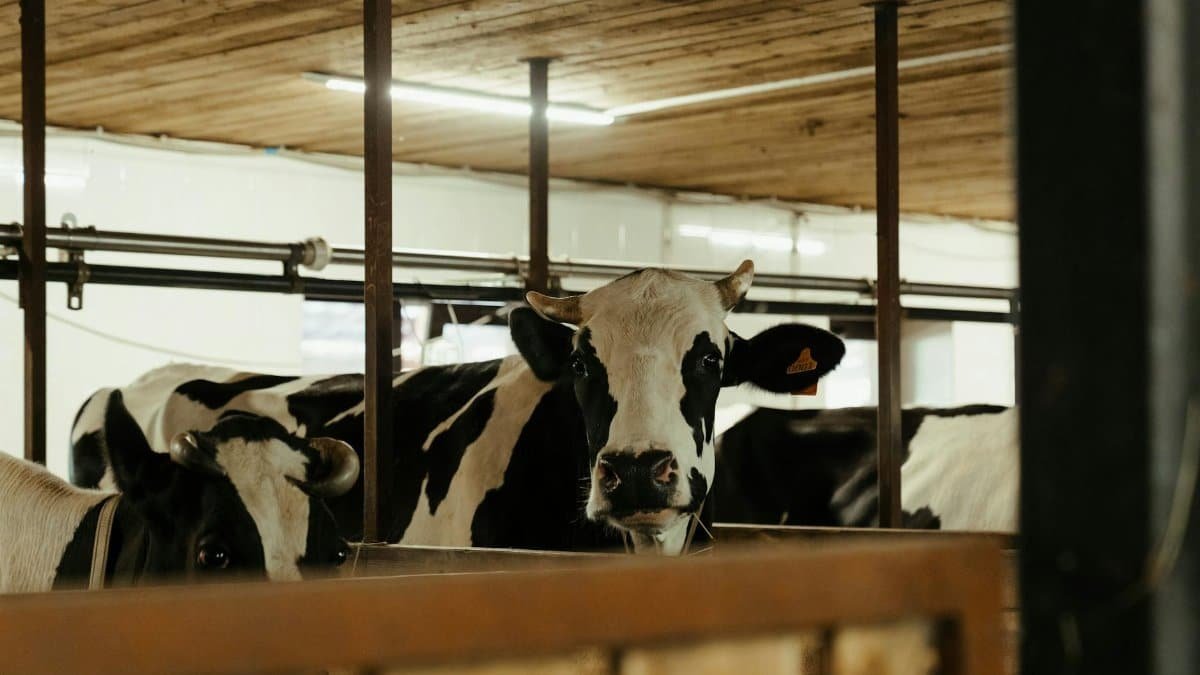 Holstein cows standing in a dairy barn, showcasing indoor farm life with a rural essence.