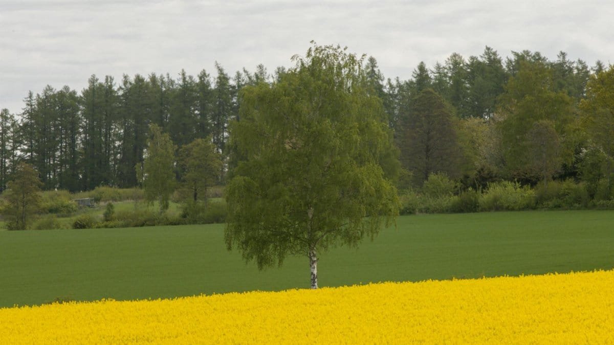 Swedish nature