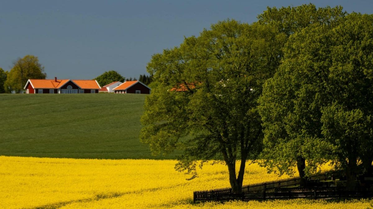 yellow field