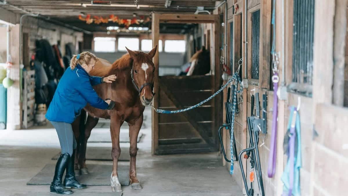 A woman gently pets a brown horse in a barn, showcasing equine care and bonding.