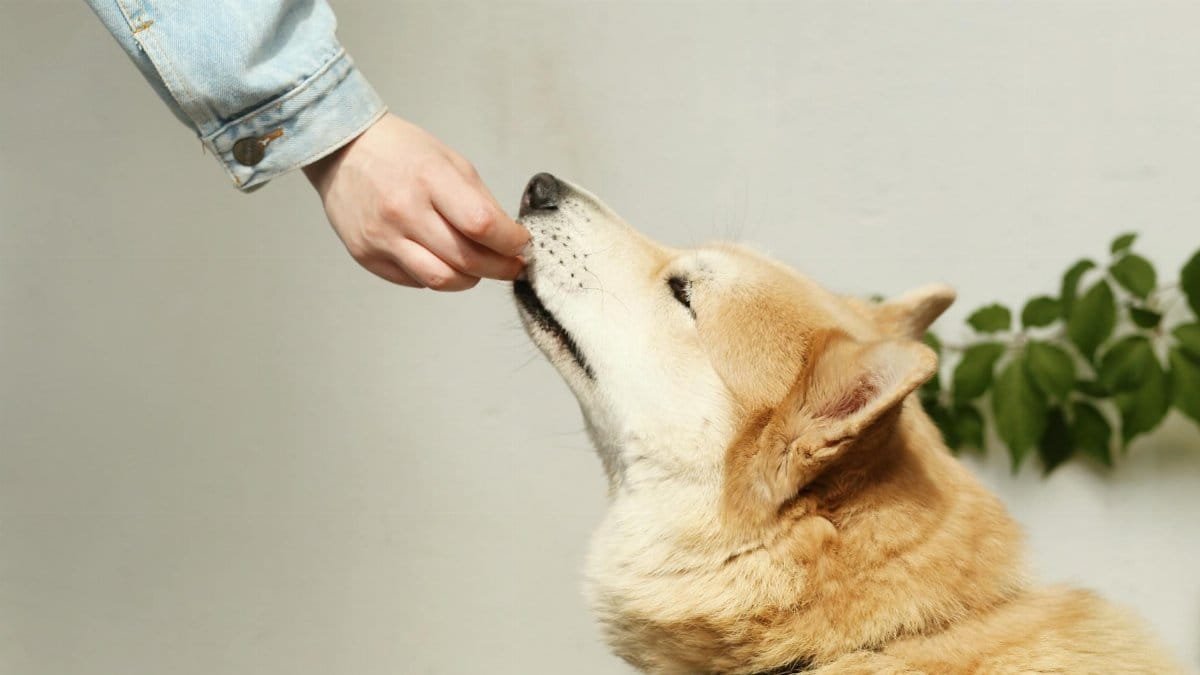 A person in a denim jacket feeds a Shiba Inu dog a treat, showcasing companionship.