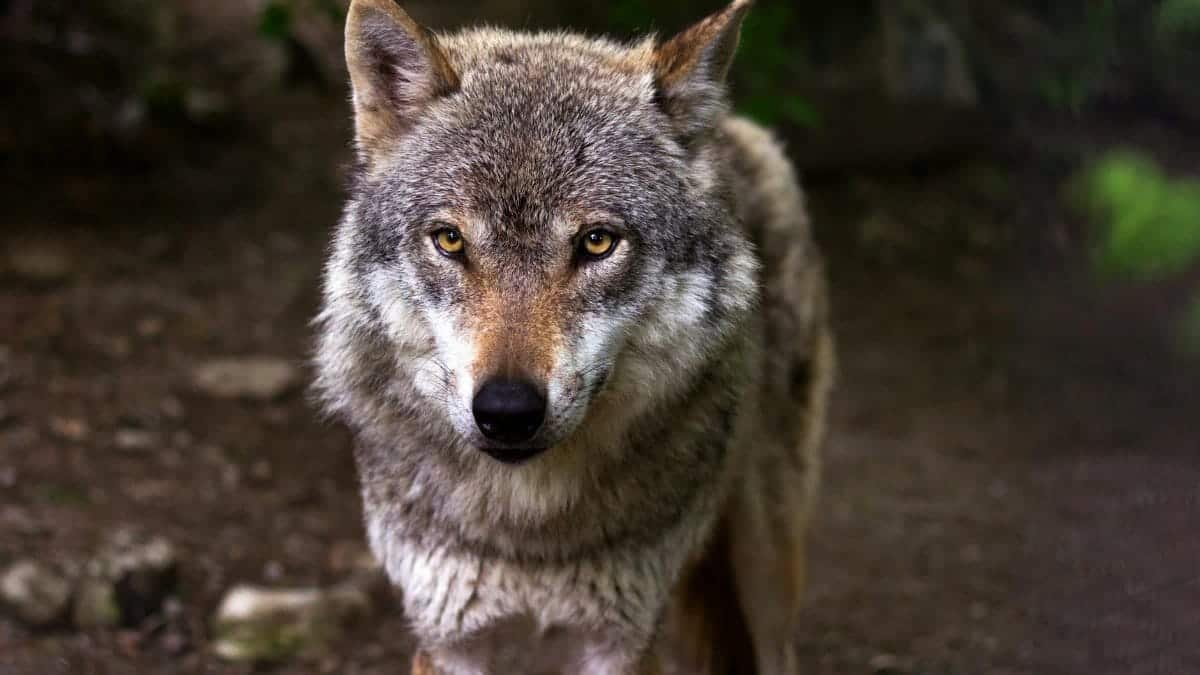 Intense gaze of a wild wolf in its natural habitat, showcasing its majestic fur and piercing eyes.
