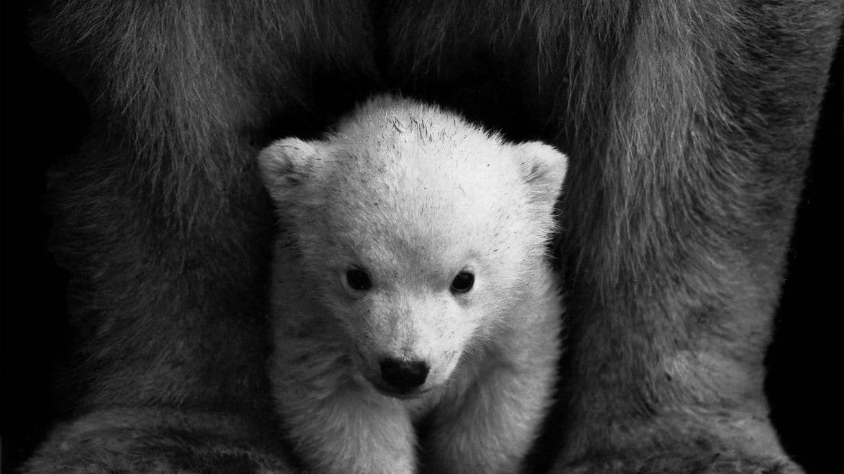 Black and white portrait of a polar bear cub sheltered between its mother's paws.