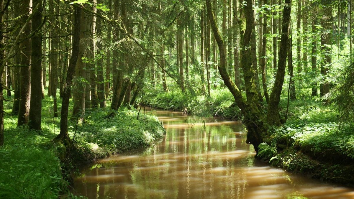 A tranquil stream winds through a dense green forest, capturing the essence of natural beauty.