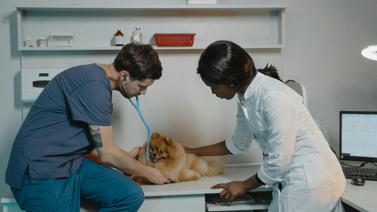 Veterinarian team examining a Pomeranian dog at a clinic, ensuring pet health.
