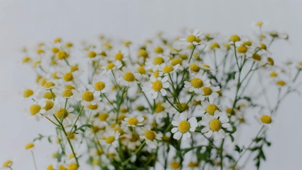 A close-up view of a vibrant chamomile bouquet with delicate white petals and yellow centers.