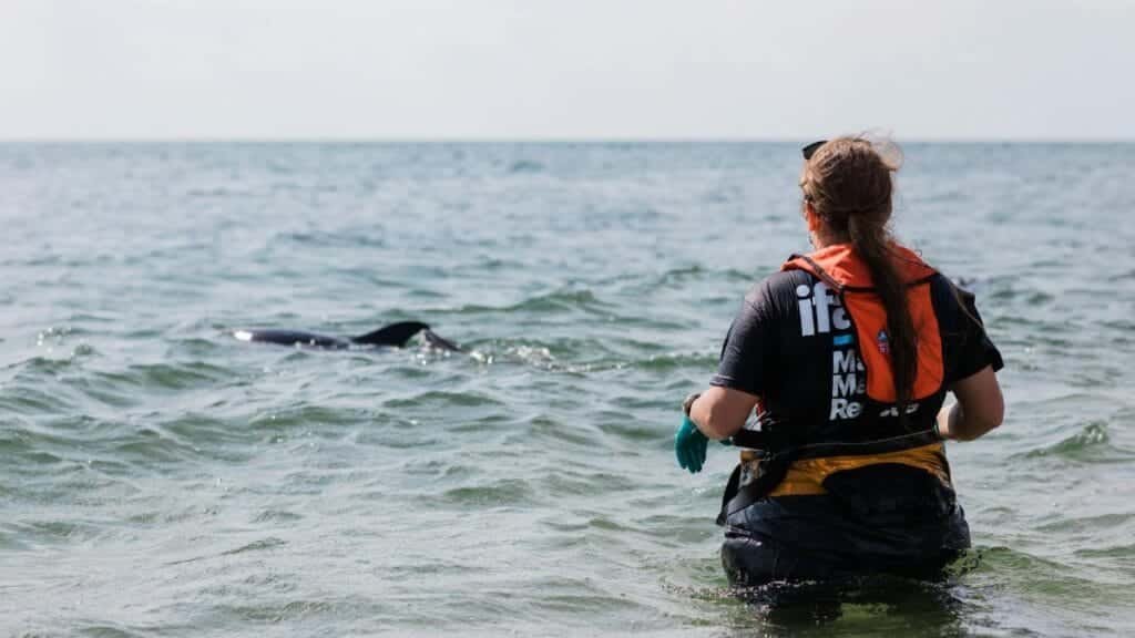 Volunteer aids dolphin release in Massachusetts waters.