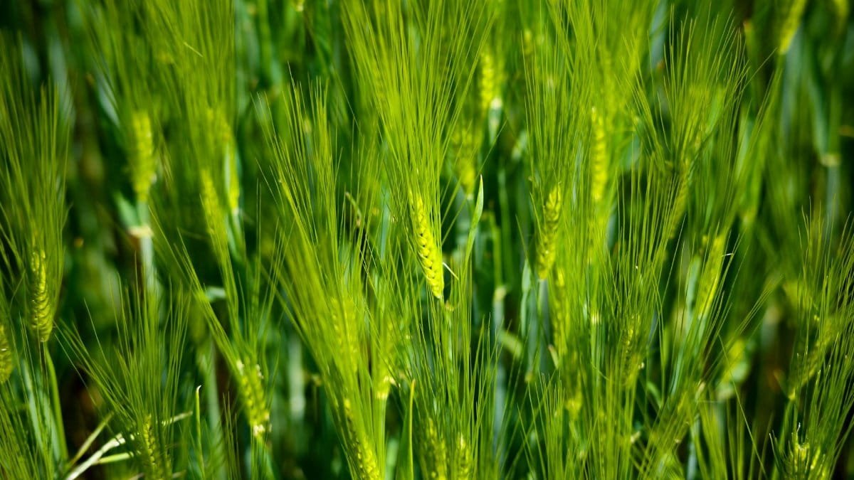 Lush green wheat field close-up with vibrant spikes, captured in Andernach, Germany.