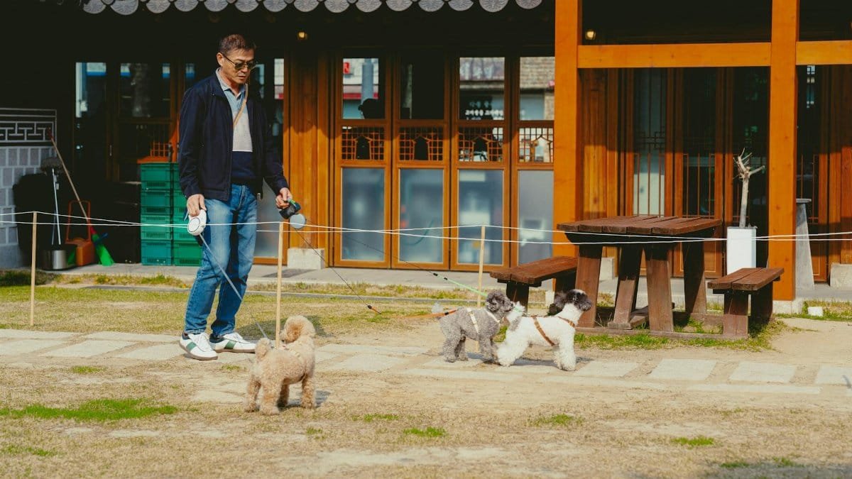 A man walks three dogs near a traditional Korean house in Seoul, South Korea.
